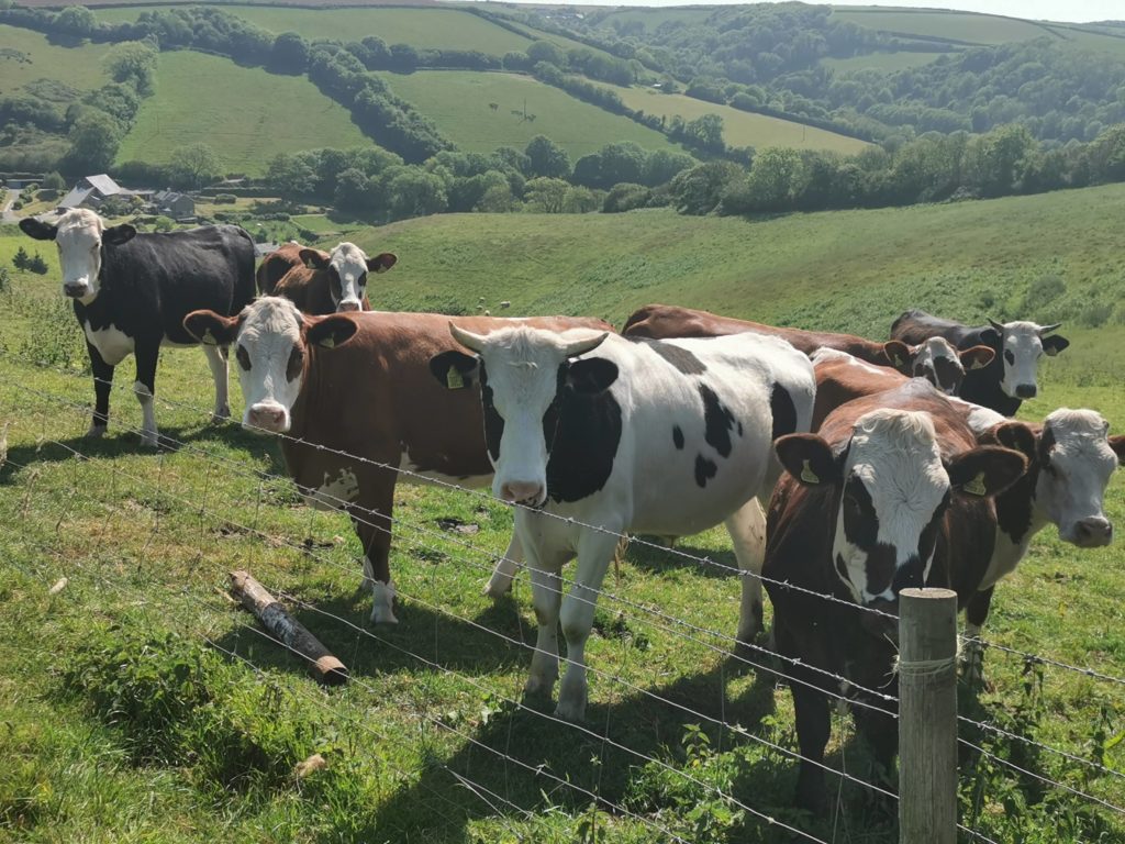 Wilton Farm Cows