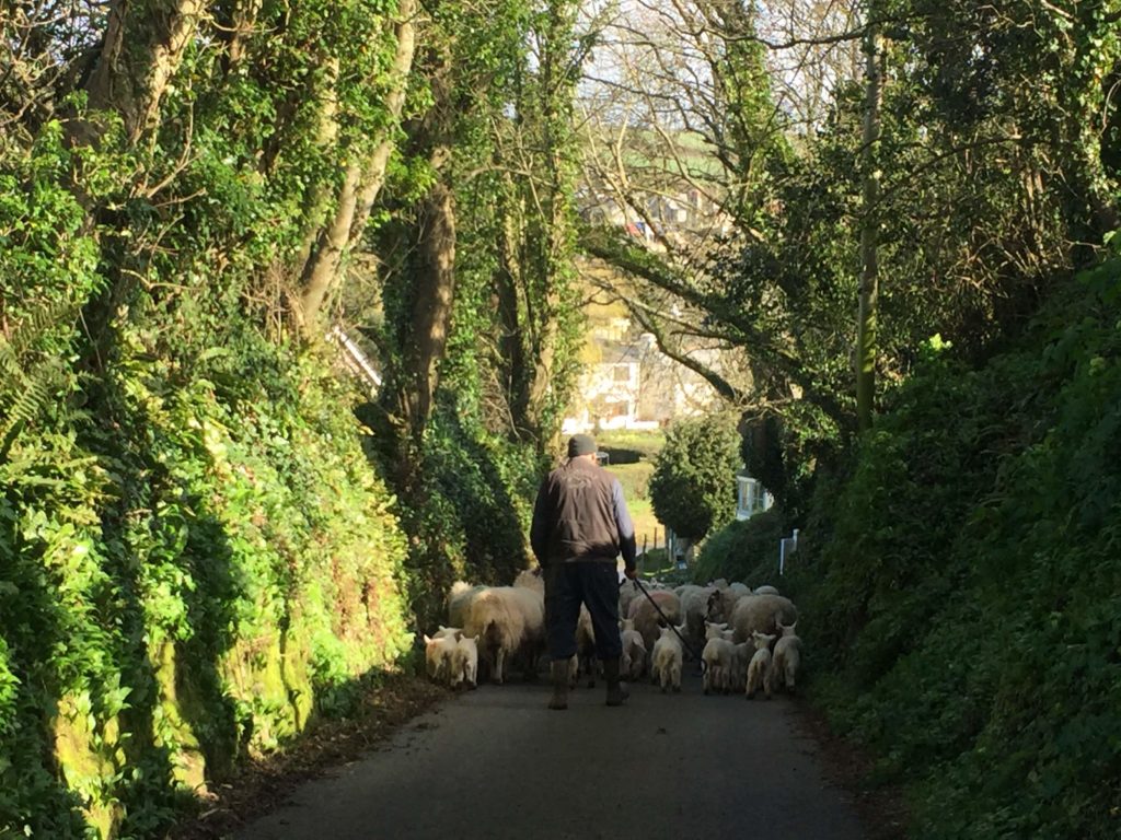 Wilton Farm Sheep