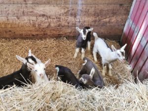 Wilton Farm Campsite Goats